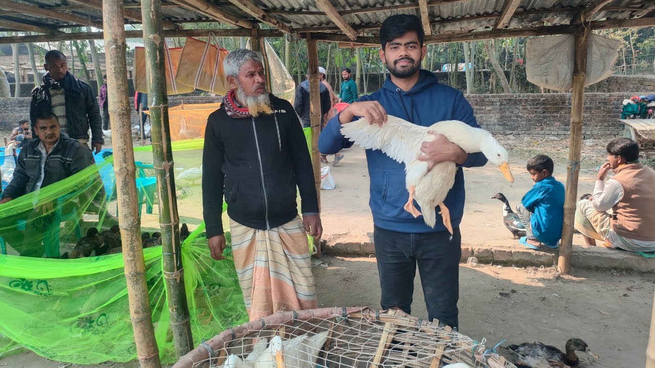 পাইকারি হাঁস ও খুচরা হাঁসের দামের ধারণা নিন ।  20 জানুয়ারি 2026