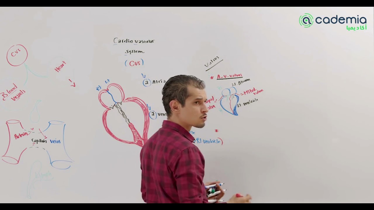 Introduction to CVS physiology- Dr.Nader Ettunci