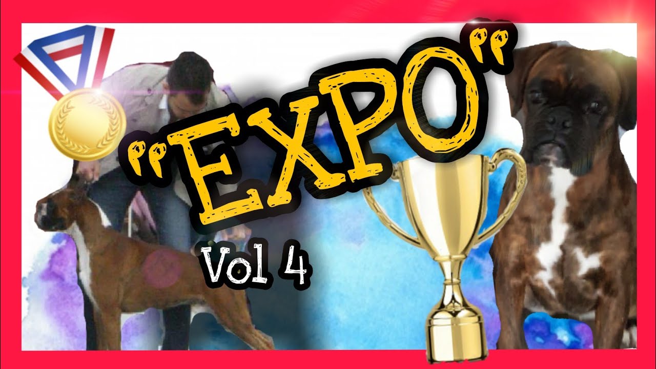 BOXER EUROPEO/como ENTRENAR a tu perro para EXPOSICIONES vol 4