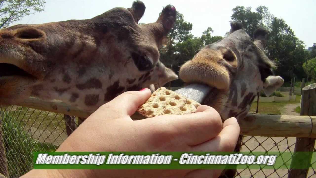 Zoo Membership Benefits - Cincinnati Zoo