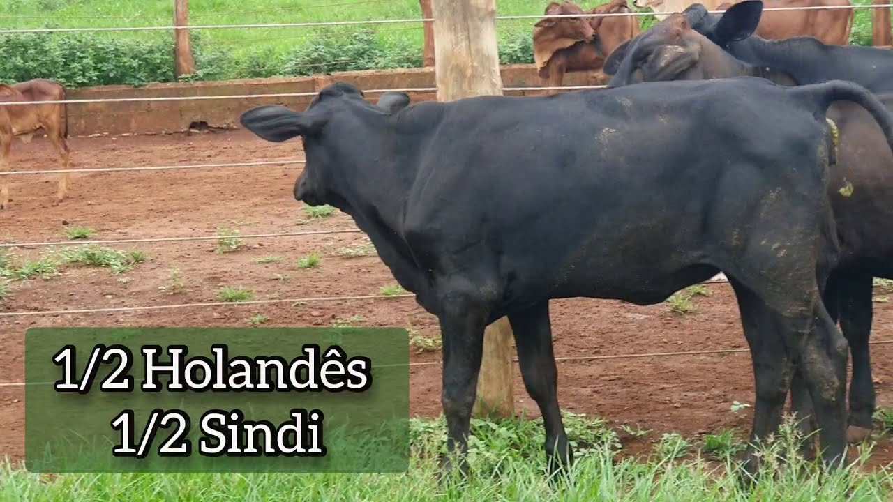 Macho LEITEIRO - cruzado com SINDI