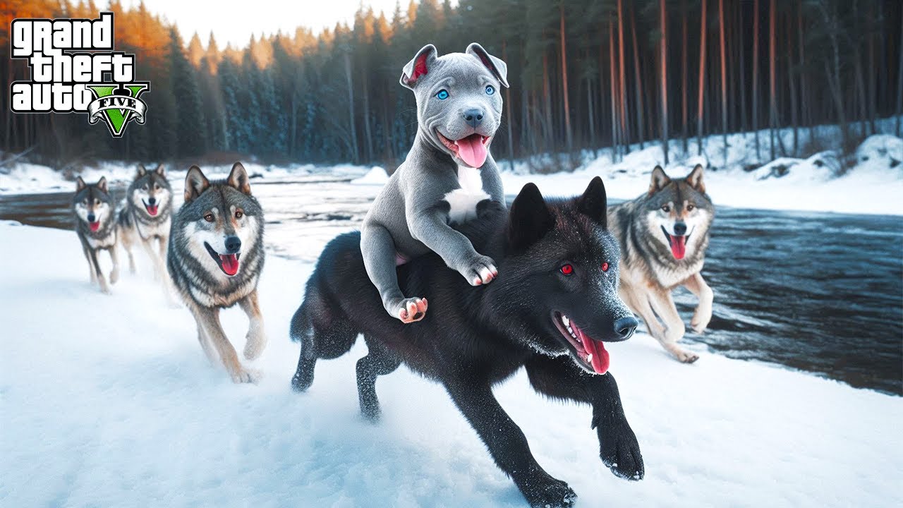 PİTBULL AİLESİNE ARTIK KİMSE BULAŞAMAZ! HAİN KURDUN SONU! - GTA 5