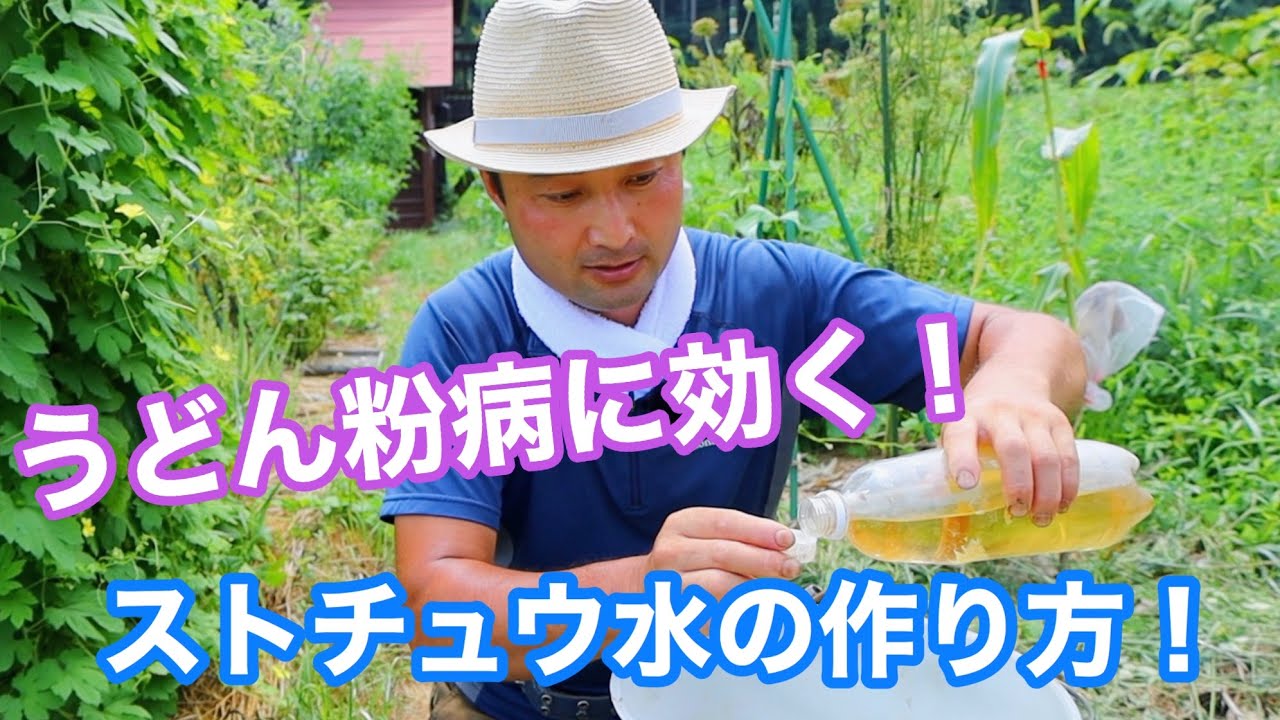 【自然農法の万能薬!?】竹内さんに学ぶ「ストチュウ水」の作り方　うどん粉病対策にも