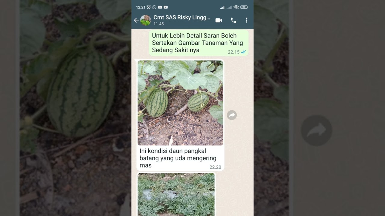 Nutrisi Ajaib Untuk Mempercepat Pembesaran Buah Semangka || #Short