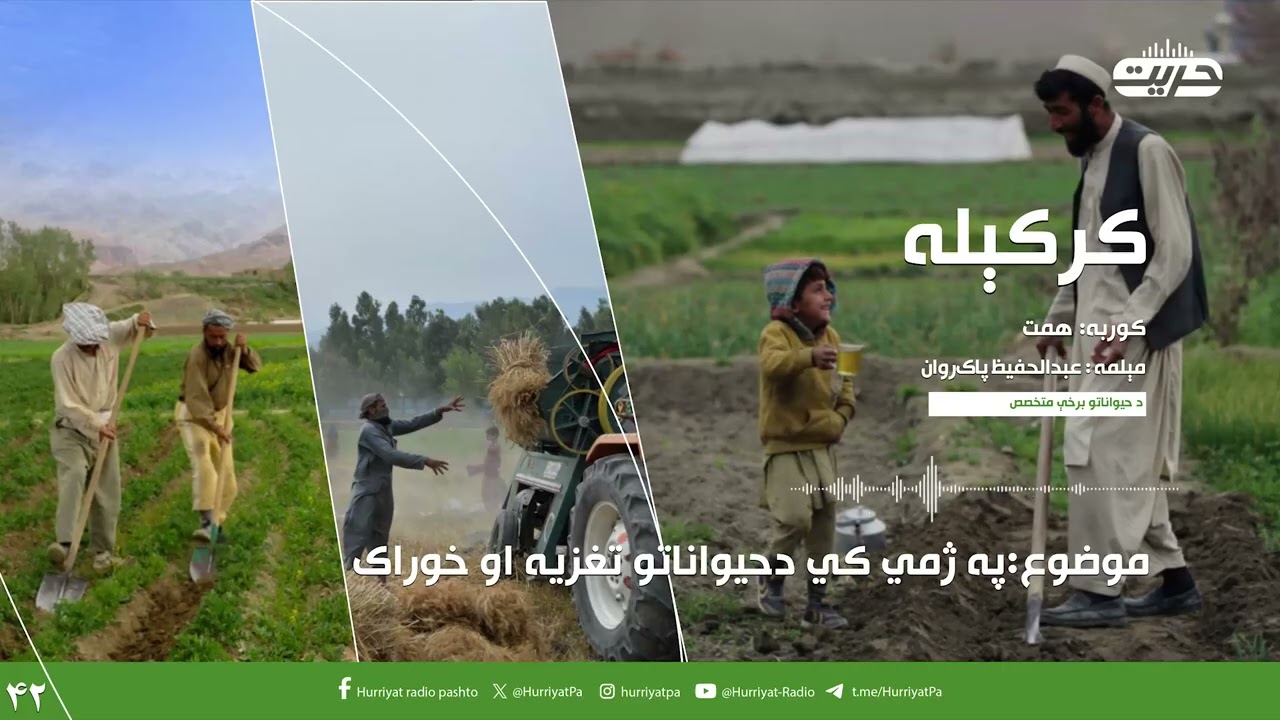 کرکېله | موضوع: په ژمي کې د حیواناتو تغزیه او خوراک