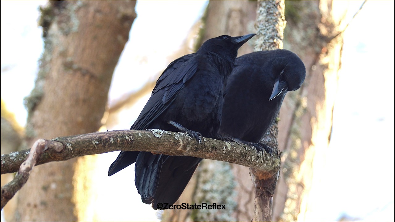 Crow Mates Cawing, Allopreening, and Watching Together