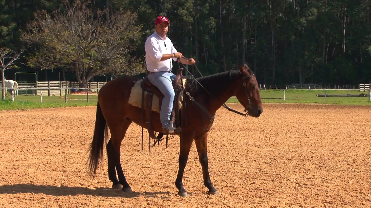 TV UC - Cavalo que empina na hora de recuar, o que fazer