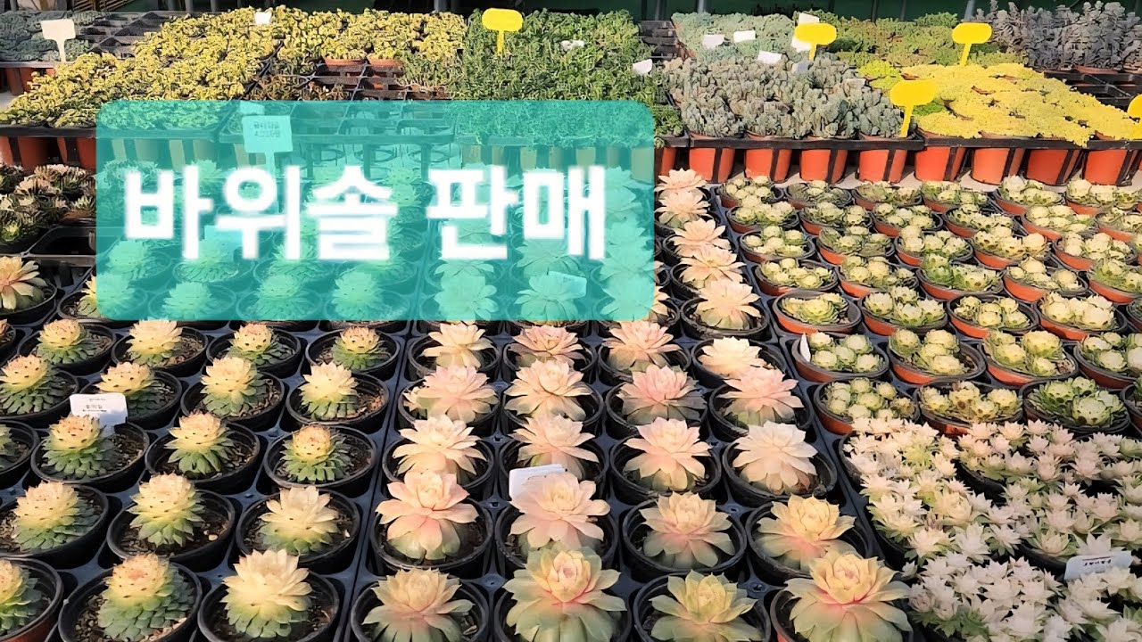 2월22일#바위솔 판매#금바위솔~???#우물정진주바위솔 010 5067 3731 경기도화성시남양읍한가울길83 ㅡ62 