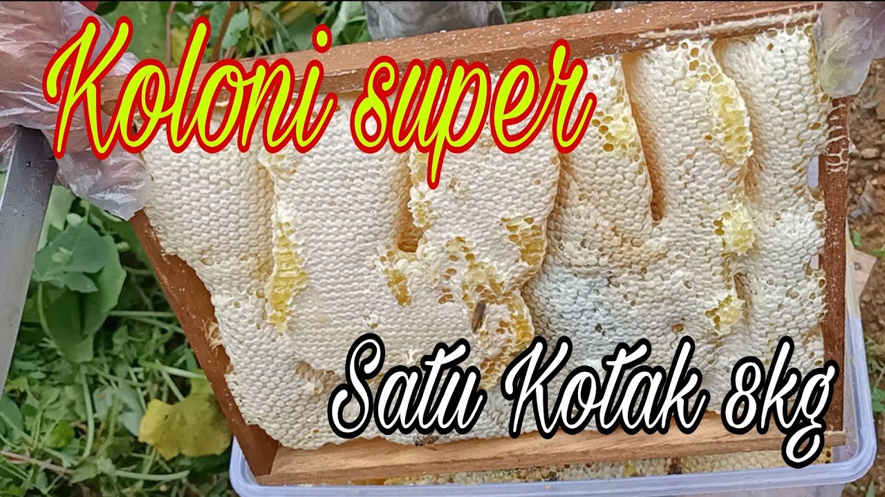Panen Madu di saung lebah madu paseban.#part2