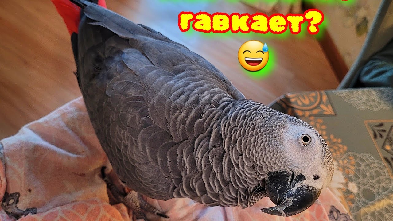 ПОПАЛСЯ!!! Как Говорящий попугай Джокер поёт Тёмную ночь и гавкает))