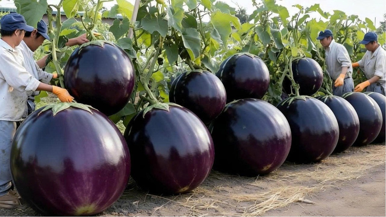 The Way They Grow So Many Eggplants Is Amazing - A Much Higher Yield