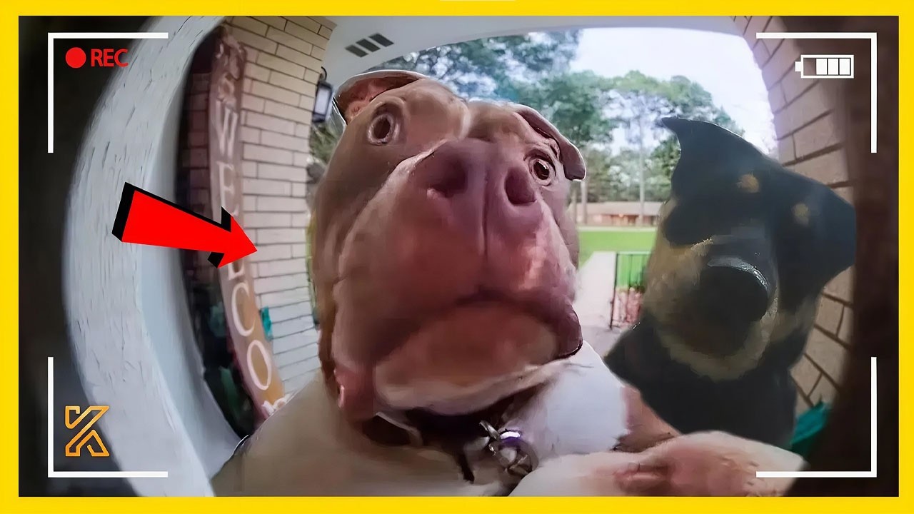 🤣🐾Secret Life of Pets Caught on Camera 🚨 Funniest Animal Compilation 2026