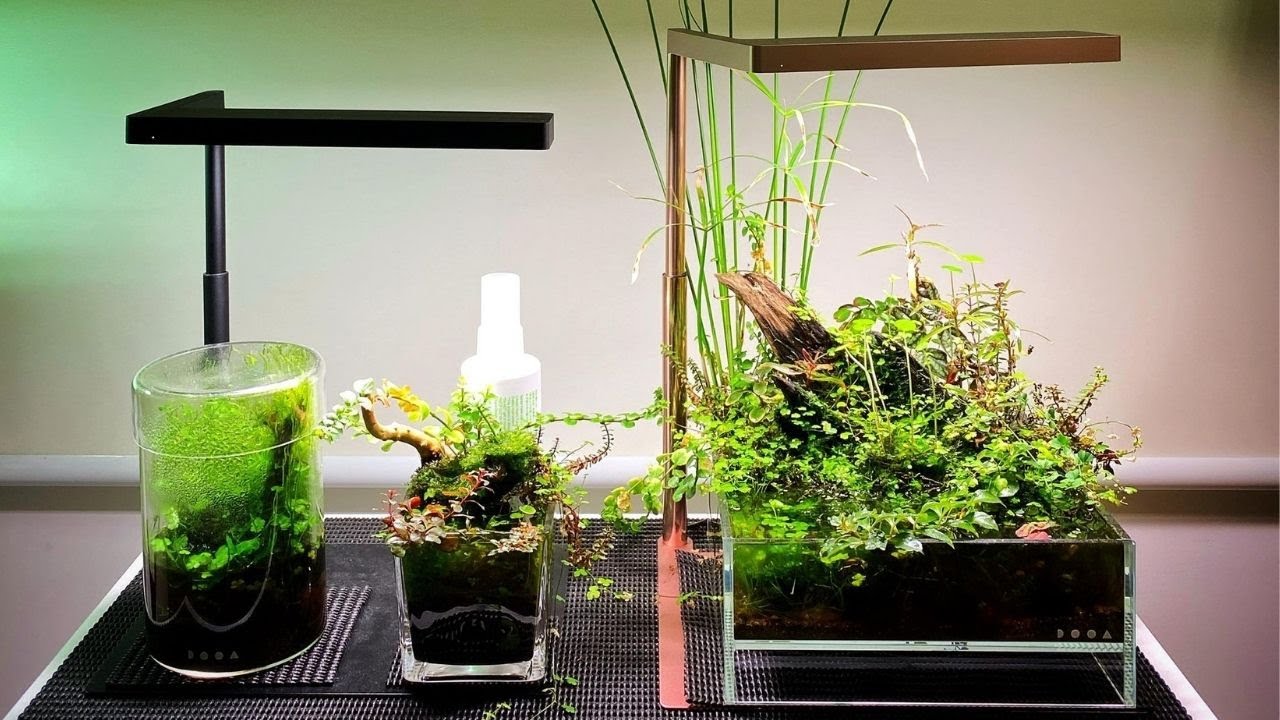 What is a Wabi Kusa? The Ultimate desktop gardens!