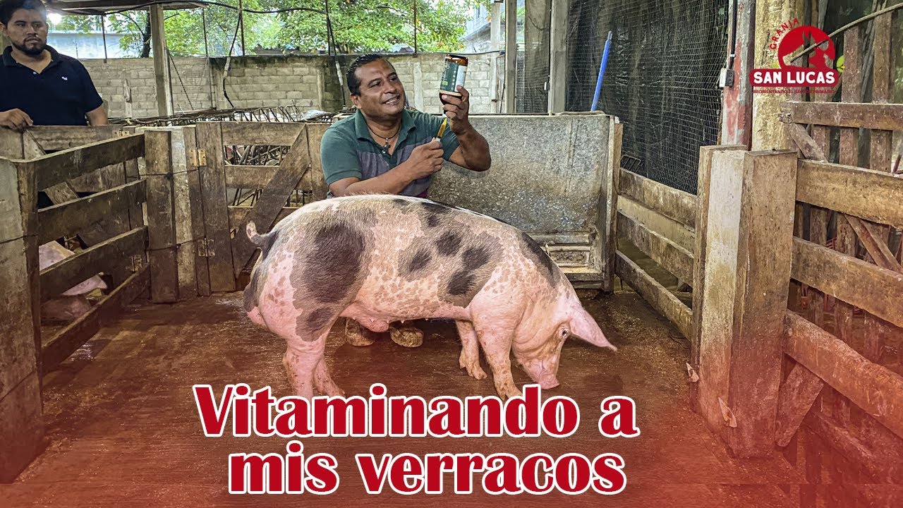 Vitamina ADE | Logra verracos vigorosos en tu granja porcina | Granja San Lucas