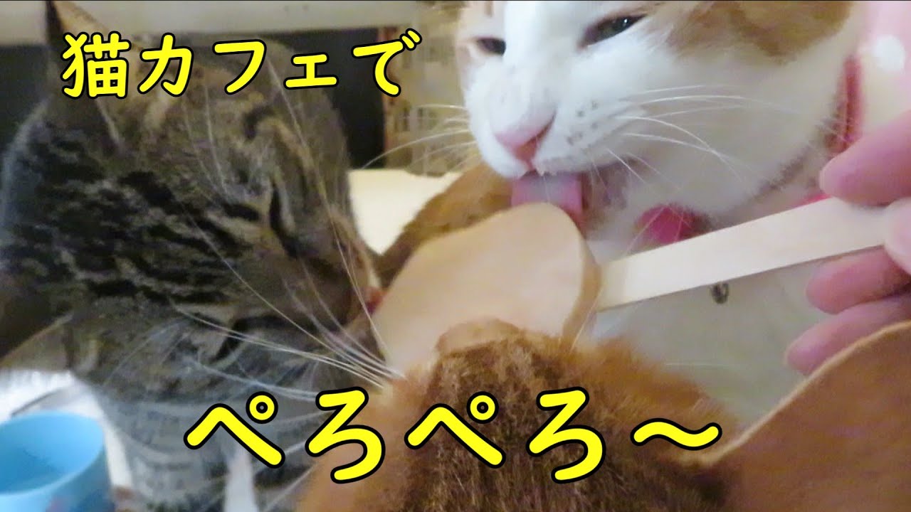 保護猫かふぇ　ねこのす　東金本館に行ったよ・・・【けんごの猫カフェ巡り】