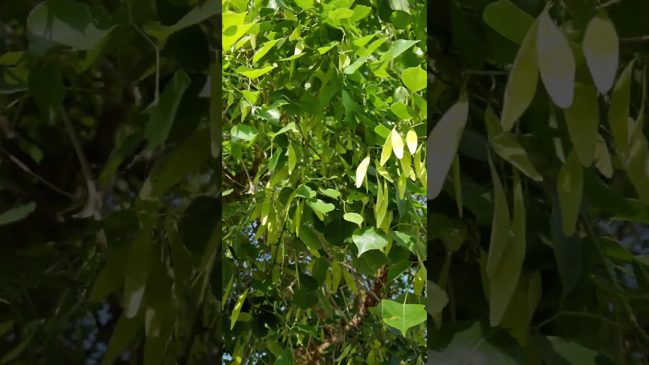 sheesham tree #relaxing #peacefulvideo