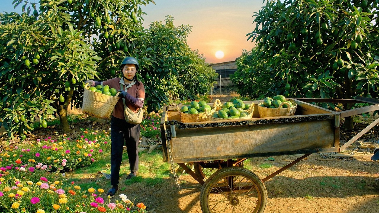 Harvest Avocados To Sell At The Market – Ripen Avocados – Clear Weeds For The Tomato Garden