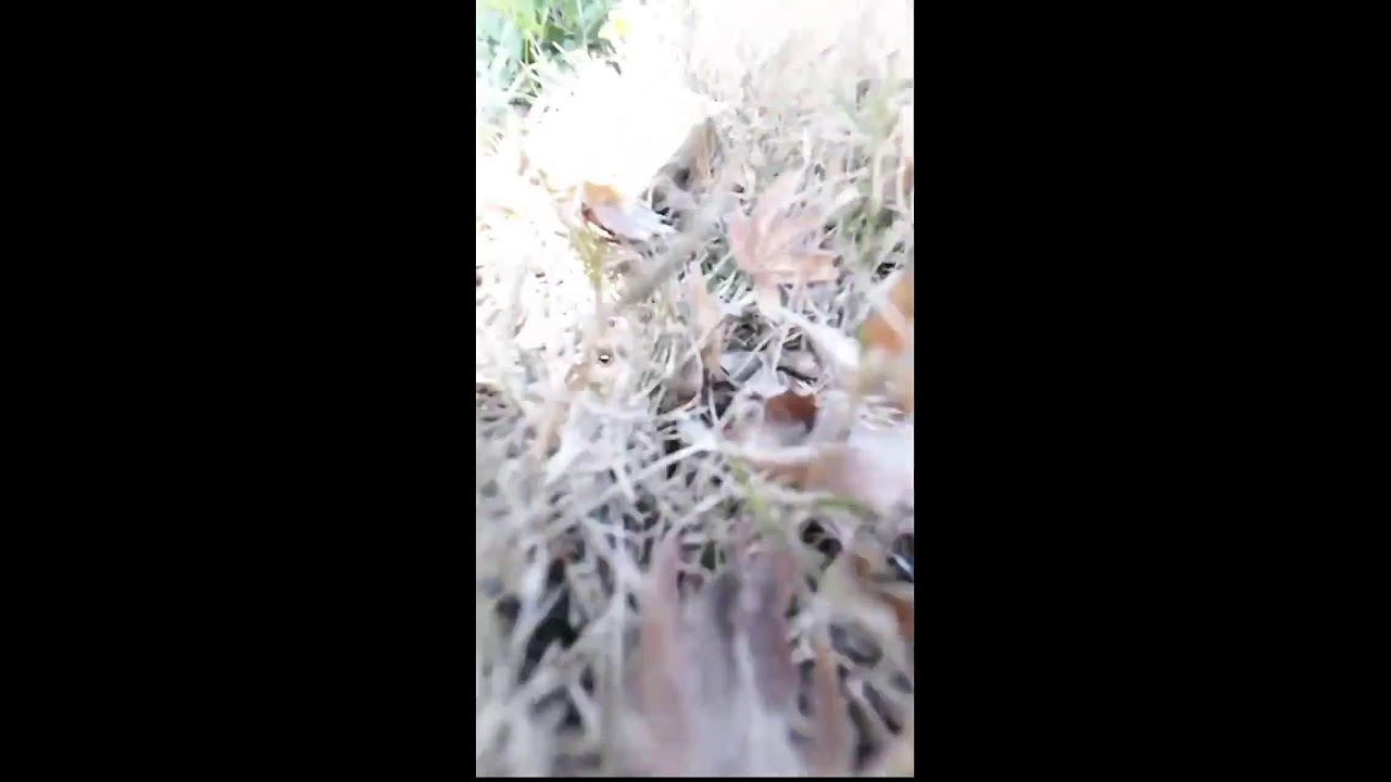 Real Cat POV Cam | Outdoor Cat Adventure Live Stream
