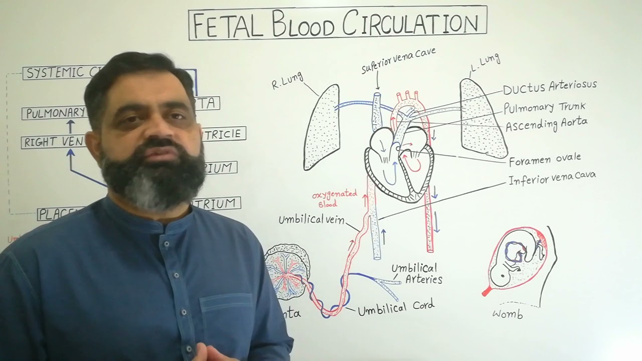 Fetal Blood Circulation Urdu /Hindi medium @prof.masoodfuzail| Circulatory System of Fetus
