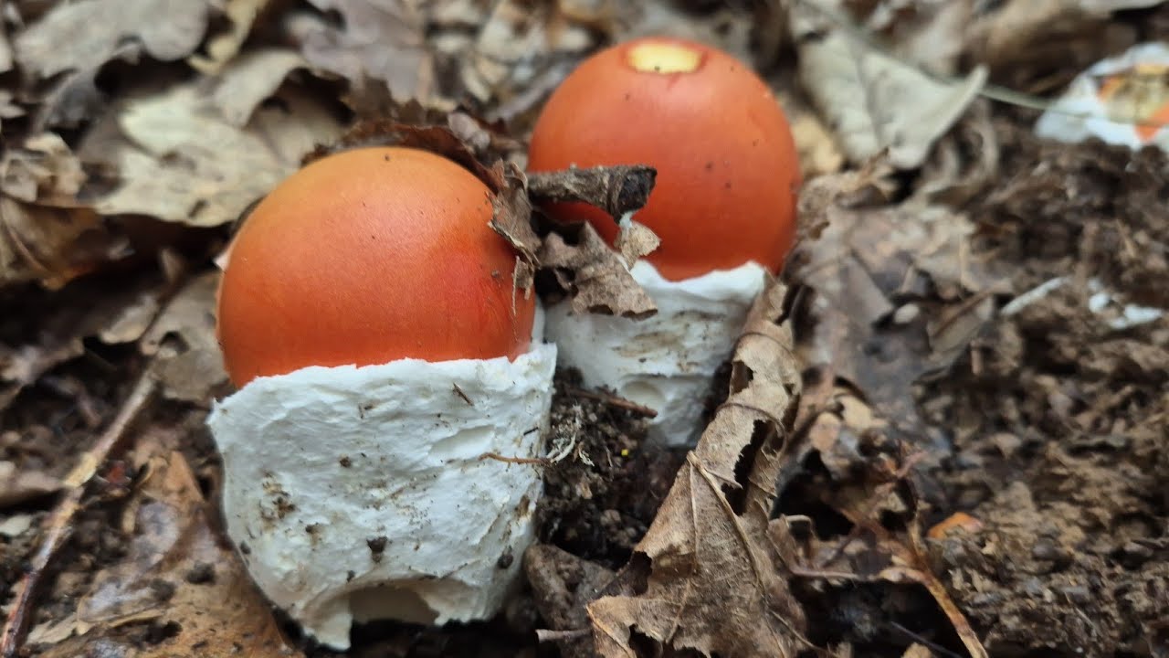 🍄 SEMAFORI NEL BOSCO...TEMPESTA DI AMANITA CESAREA!!! 🍄