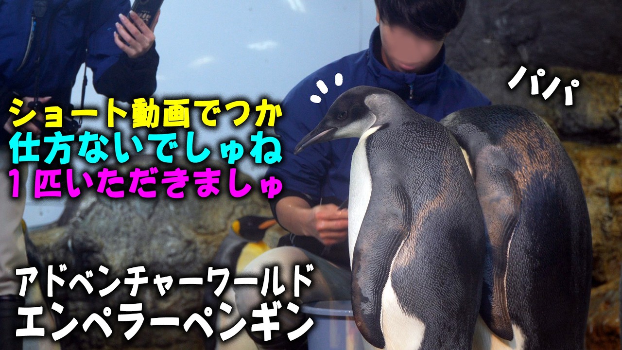 【一匹だけでしゅよ】アドベンチャーワールドのエンペラーペンギンデッカイ赤ちゃんがいよいよ本格こどもの世界へ