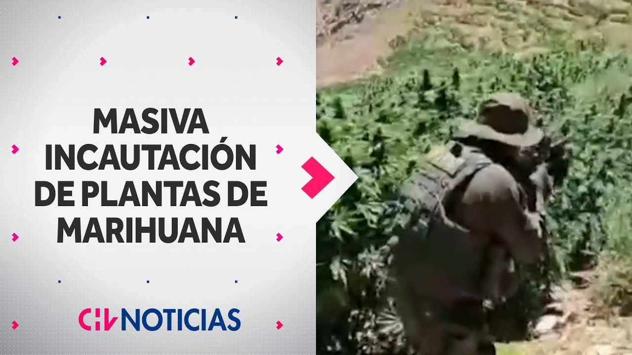 LAS DISTRIBUÍAN COMO VIÑEDO: Incautan 20 mil plantas de marihuana en quebrada de Illapel