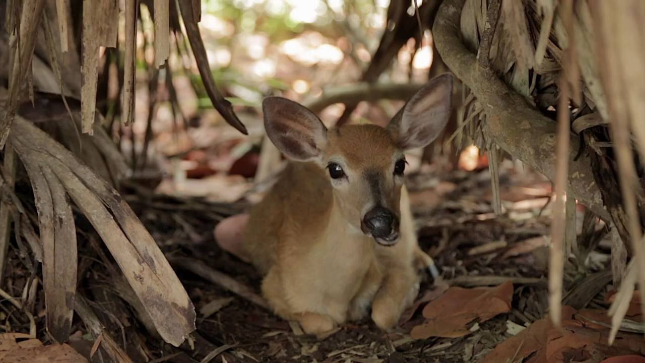National Key Deer Refuge | Art Loft