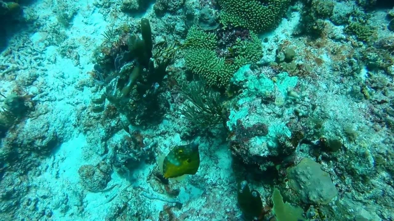 Scuba Diving Antigua with Sandals