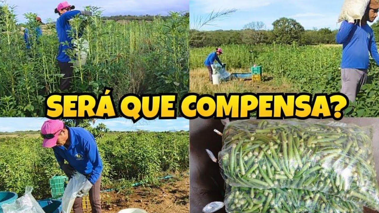COLHEITA DE QUIABO VIDA SIMPLES E SEM FRESCURA 