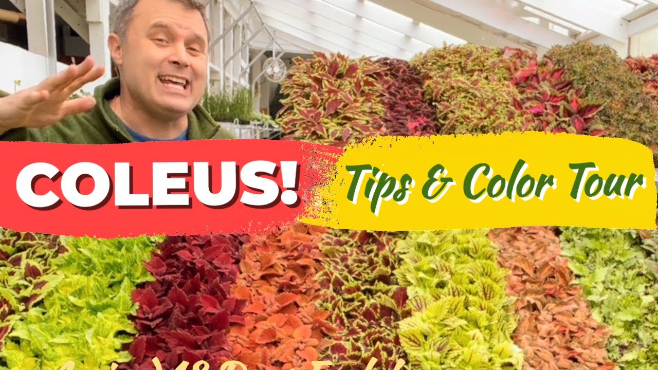COLEUS: All-the-Time-Color with Minimal Care