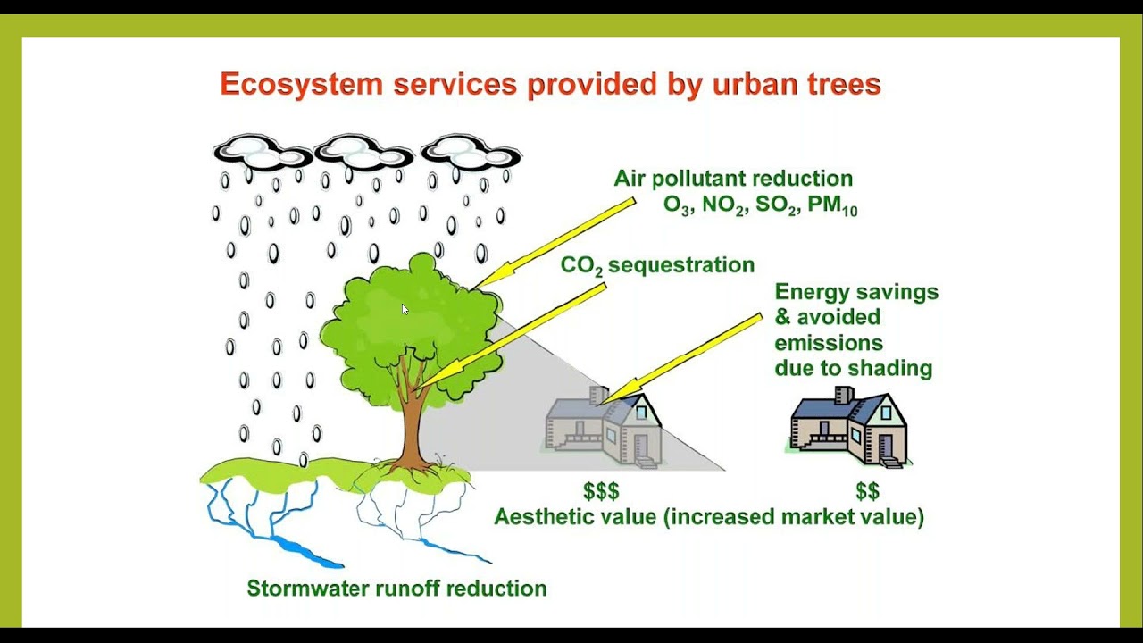 Urban Forests and How They Serve US