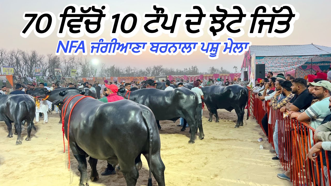 NFA ਜੰਗੀਆਣਾ ਬਰਨਾਲਾ ਪਸ਼ੂ ਮੇਲਾ ਵਿੱਚ 70 ਮੁਹਰਾ ਝੋਟੇ ਆਏ 10 ਨੇ ਜਿੱਤਿਆ ਇਨਾਮ 🏆 | Amrik Bhaini Jassa #Nfamela