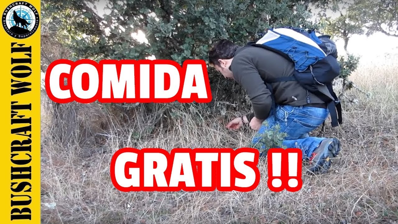 ✔️ Comida de Supervivencia - Plantas Silvestres Comestibles