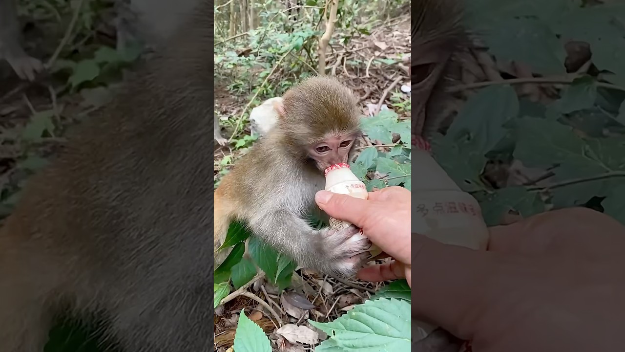 The Best Monkey Mother Ever! ❤️