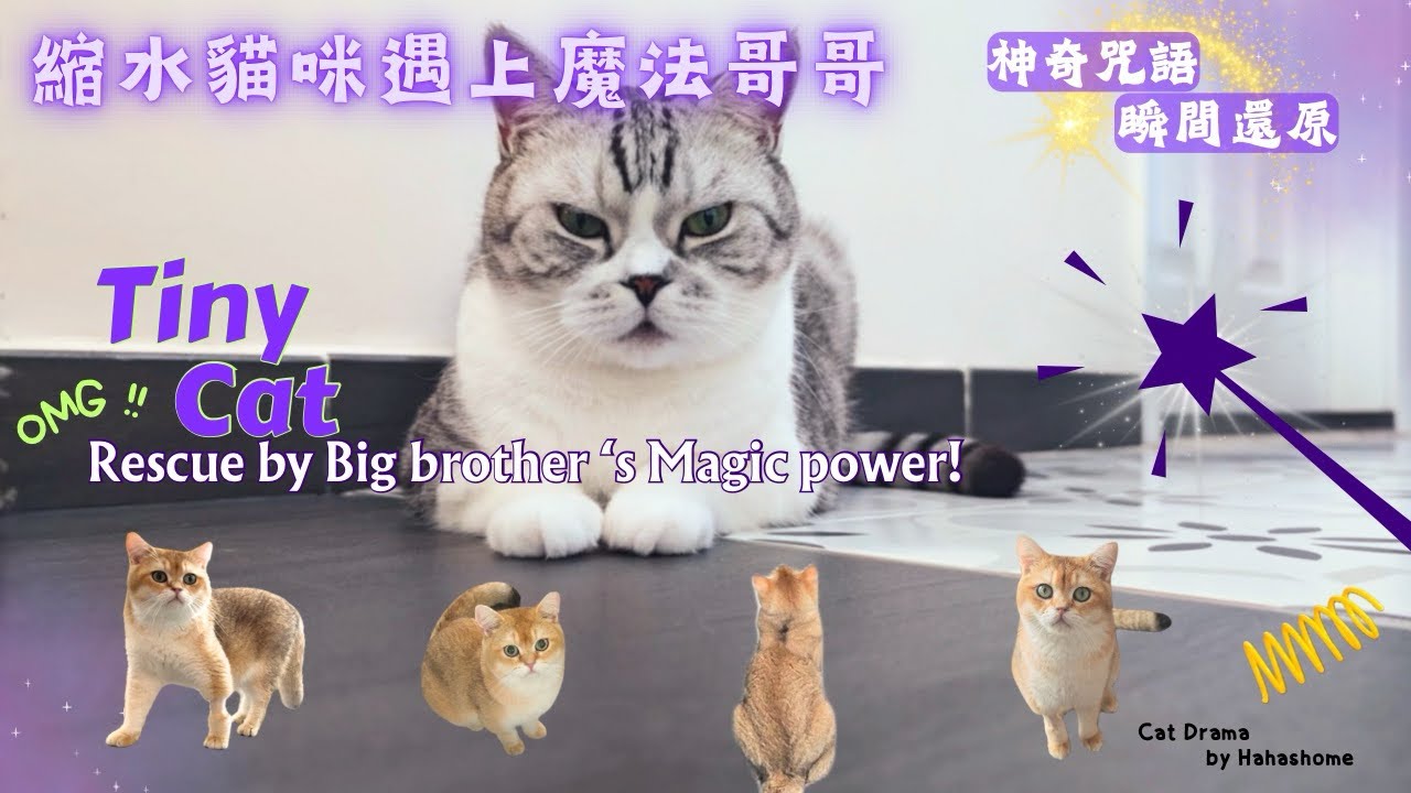 大癲！甘蝦突然變咗迷你貓！哥哥點樣拯救佢？Tiny cat rescued by big brother cat ?! #貓貓劇場 #英短 #catvideo #magic #drama