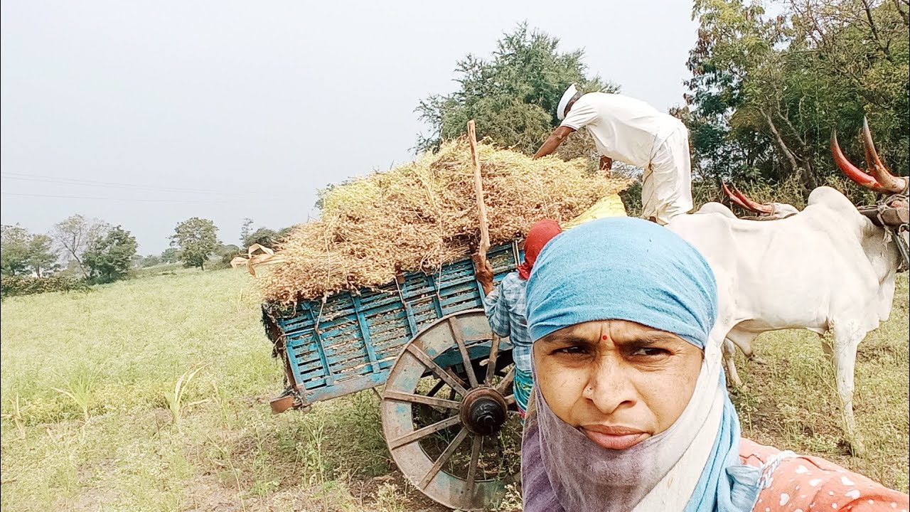 बैलगाडी ने हरभरा वाहत आहे खूप अडचणीचा रस्ता 🤷☠️ #vlog #villege life #farmar stragal 