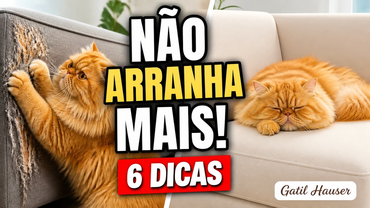 COMO FAZER O GATO NÃO arranhar o SOFÁ - Gatil Hauser