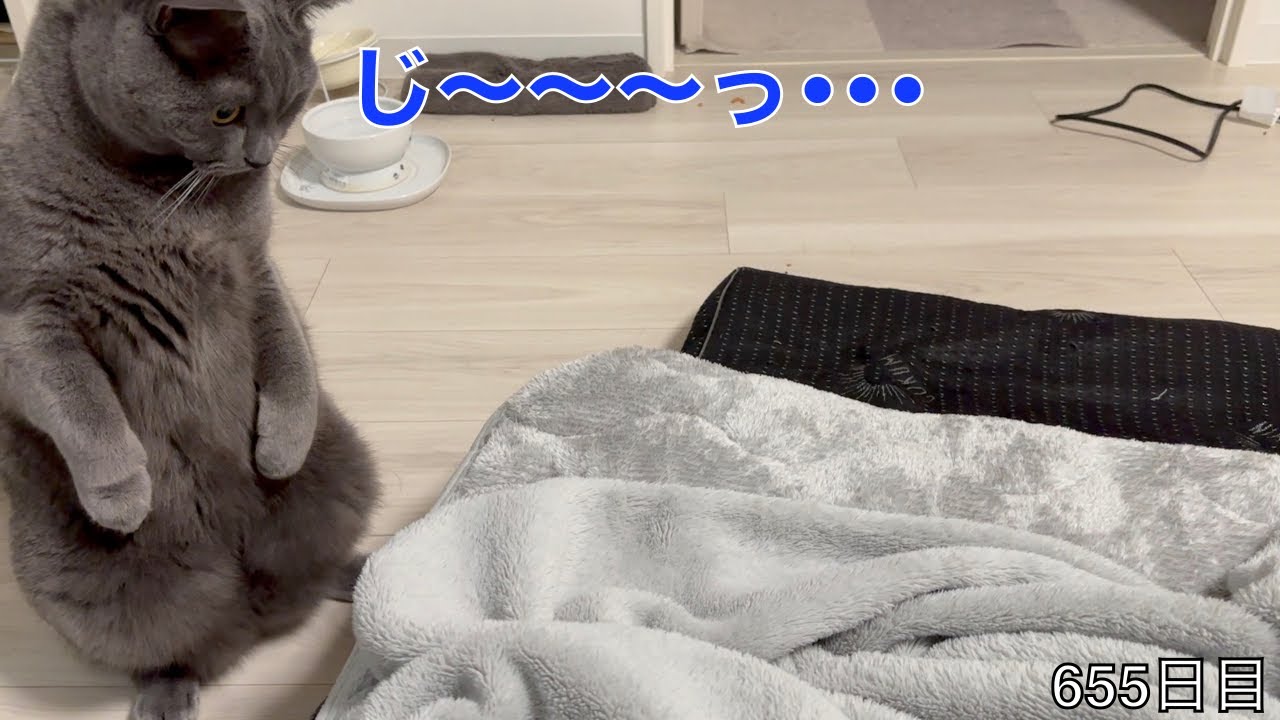 【スコ猫トト君】仁王立ちでおもちゃにプレッシャーをかけるトト君がみれましたwww