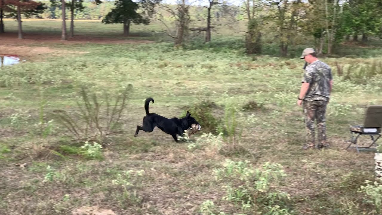 HRC Finished Hunt Test: Land Setup (Four States Retriever Club)
