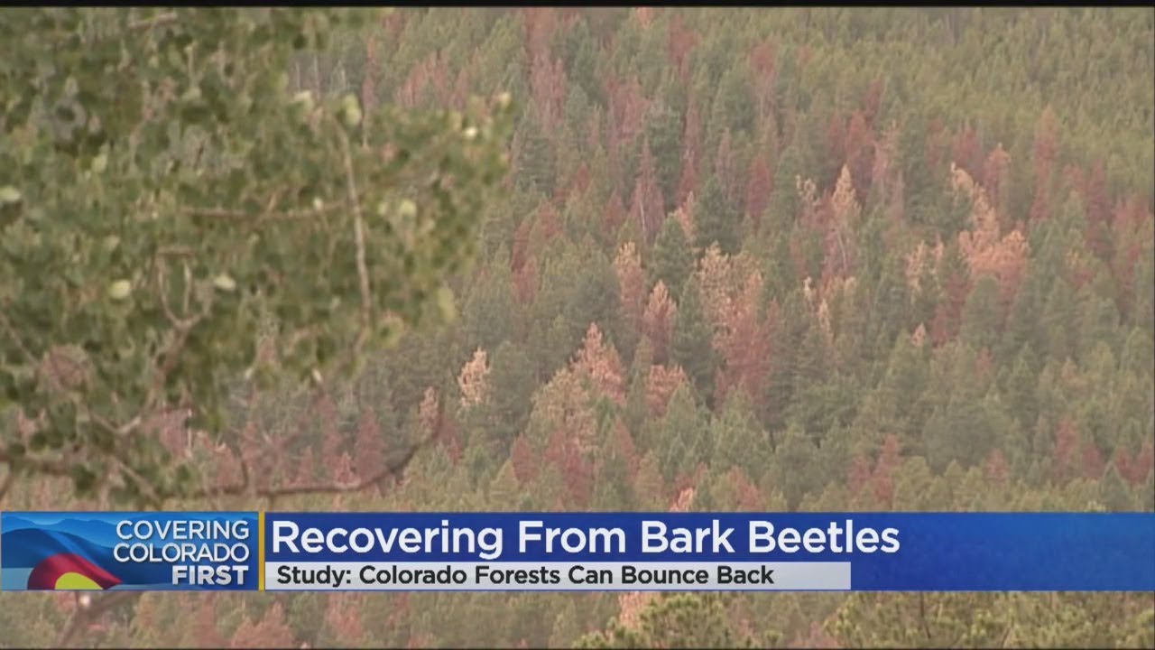 CU Study: Forests In Colorado Recovering Admirably From Pine Beetle Epidemic