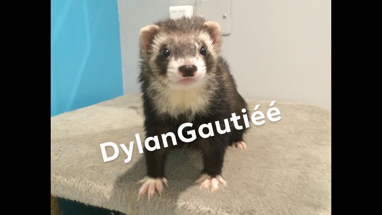 FURET VS CHAT Compilation drôle