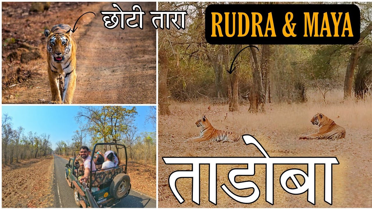 फक्त 10 फुटावर दिसला वाघ | Tadoba Andhari Tiger Reserve | Tadoba Jungle Safari Spotted Maya & Rudra