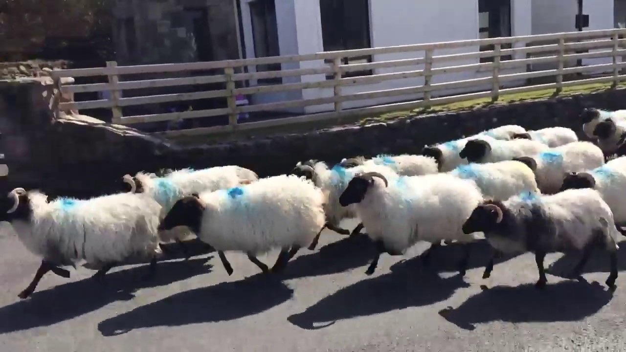 Achill sheep