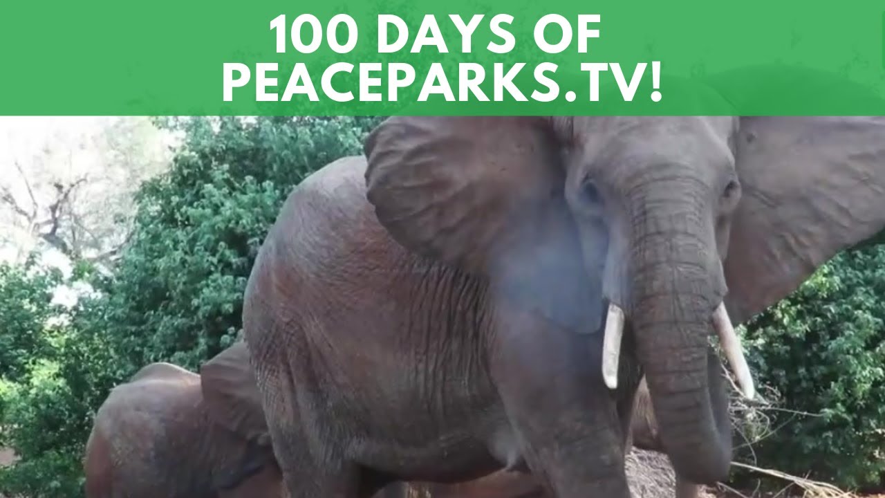 100 Days of PeaceParks.TV