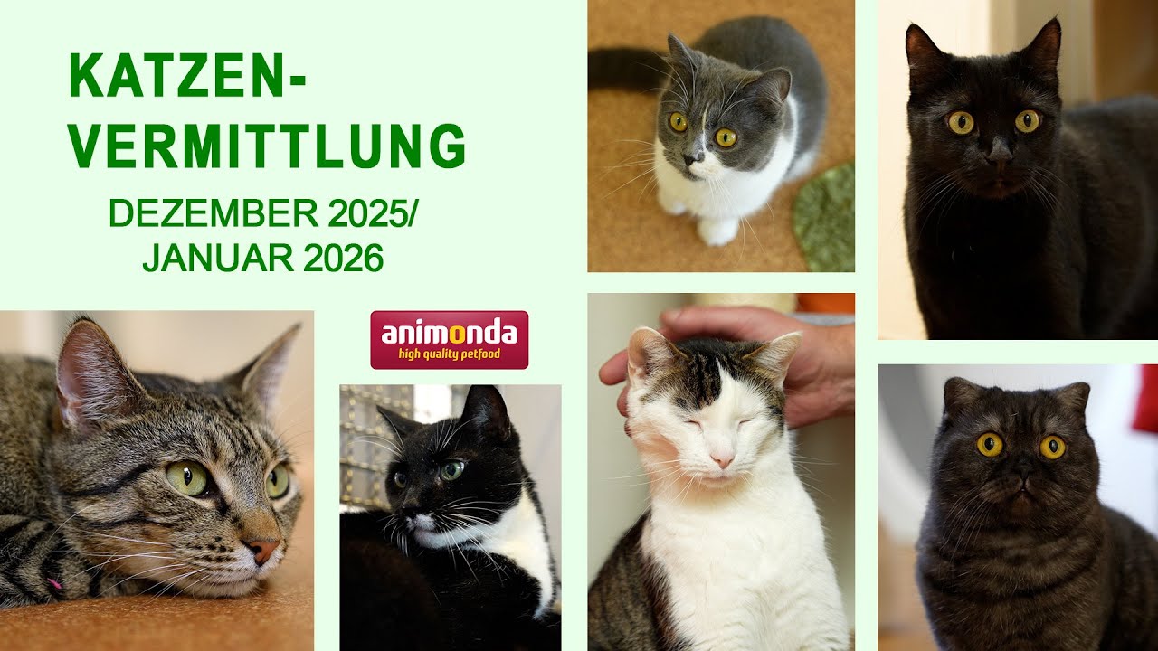 Katzenvermittlung - Dezember 2025/Januar 2026 (Tierheim Hannover TV)