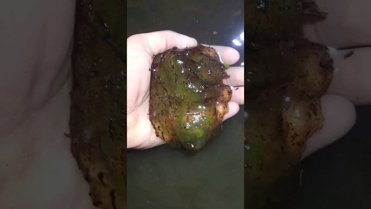 Larval Spotted Salamander, and Egg Mass