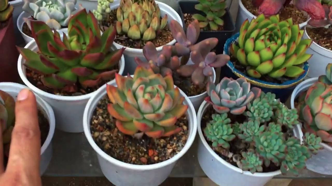 THE MEASUREMENTS OF MY SUCCULENT POTS