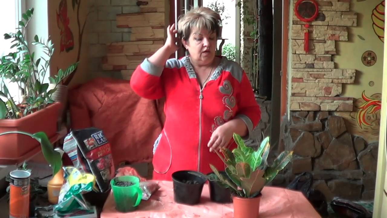 Кодиеум ( Кротон) . Капризное  Растение и Советы По Его Содержанию