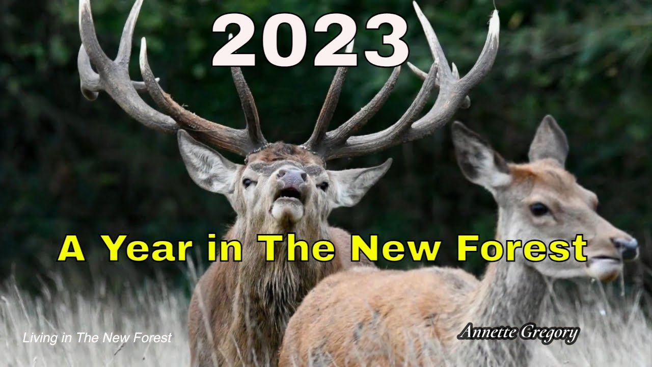 2023 - A Year in The New Forest #newforest #newforestvideodiary