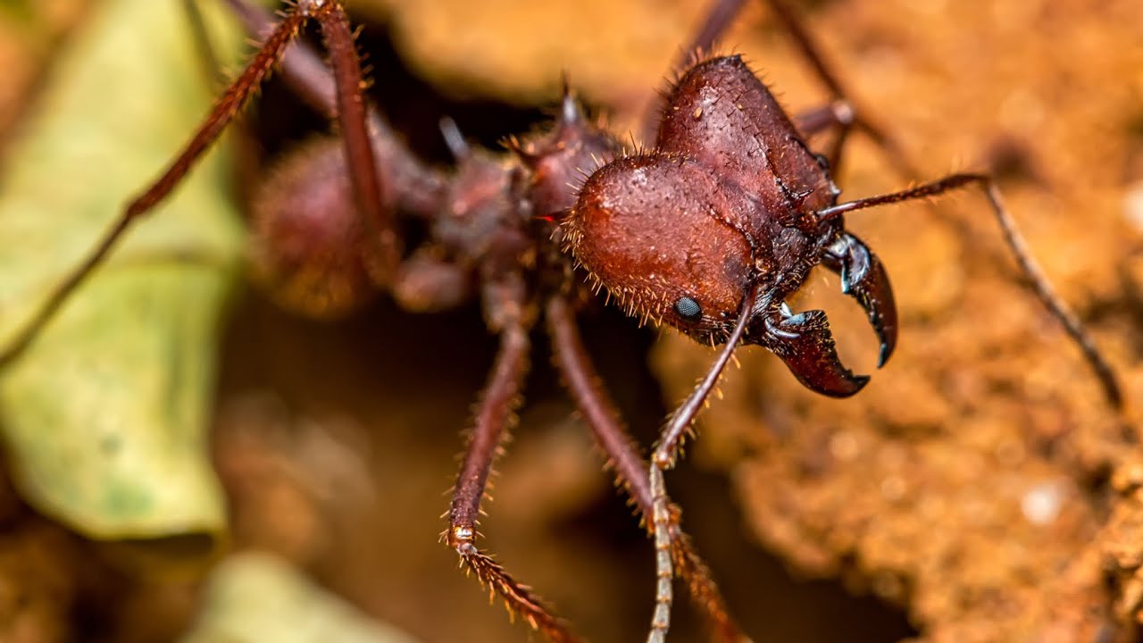 Leaf cutter ants, kill ‘em